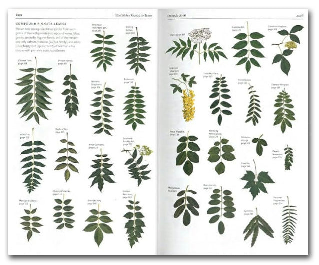The Sibley Guide to Trees