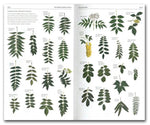The Sibley Guide to Trees